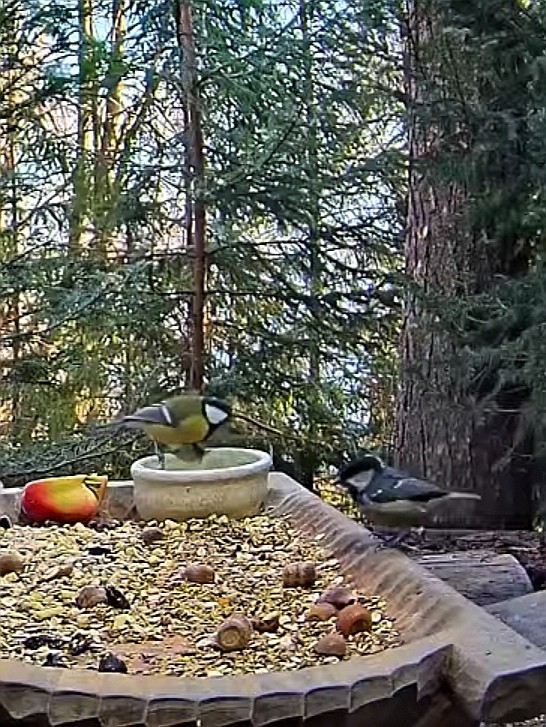 livebirdspoland_e471904ec0da21c5886b2d313a9918b7.jpg