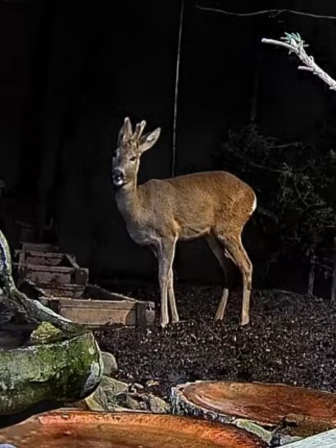 livebirdspoland_504f808f26002a5d43b6c380a23672a5.jpg