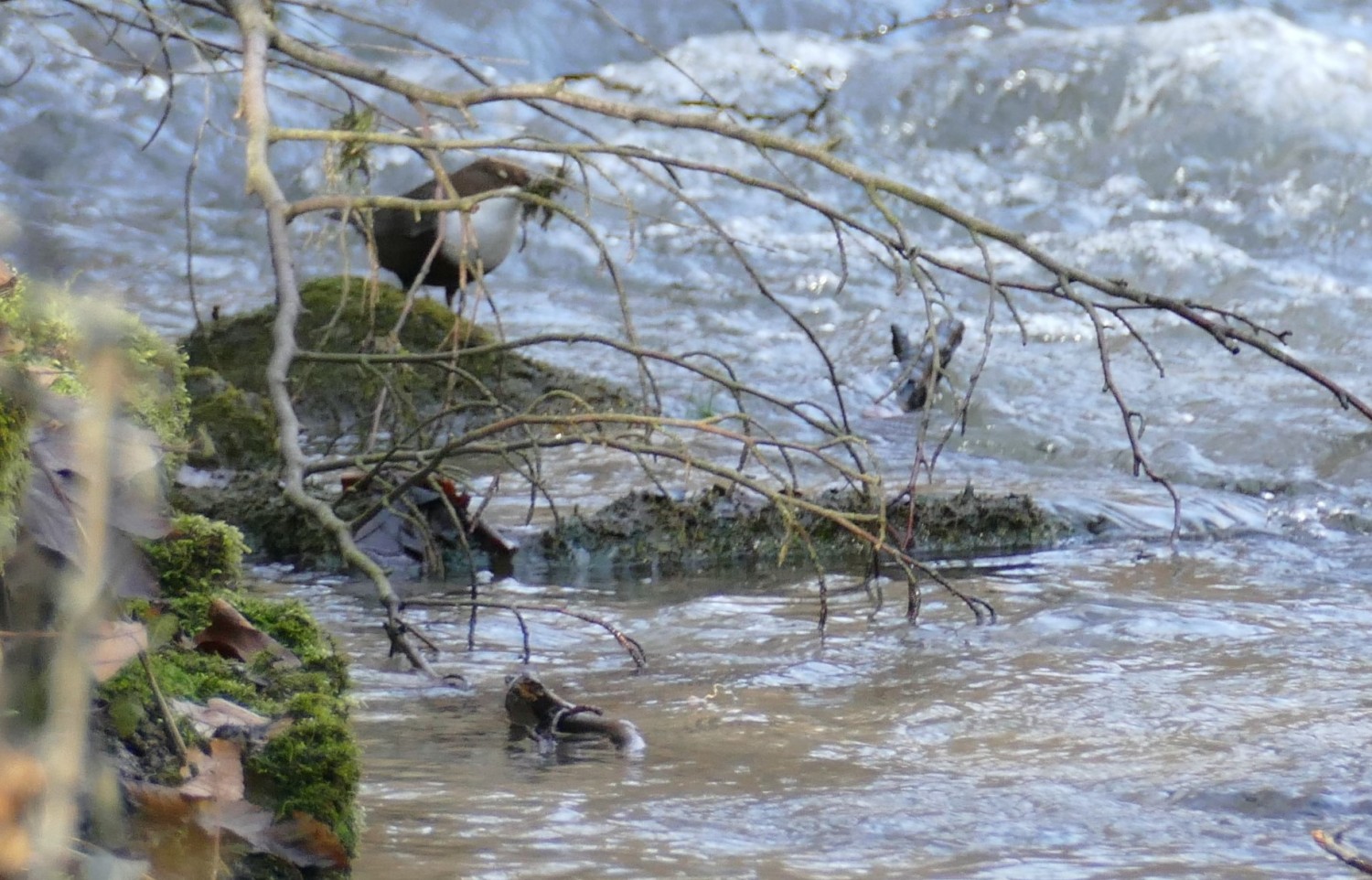 livebirdspoland_1ca03d39b906e33ebfd08cf98671dd24.jpg