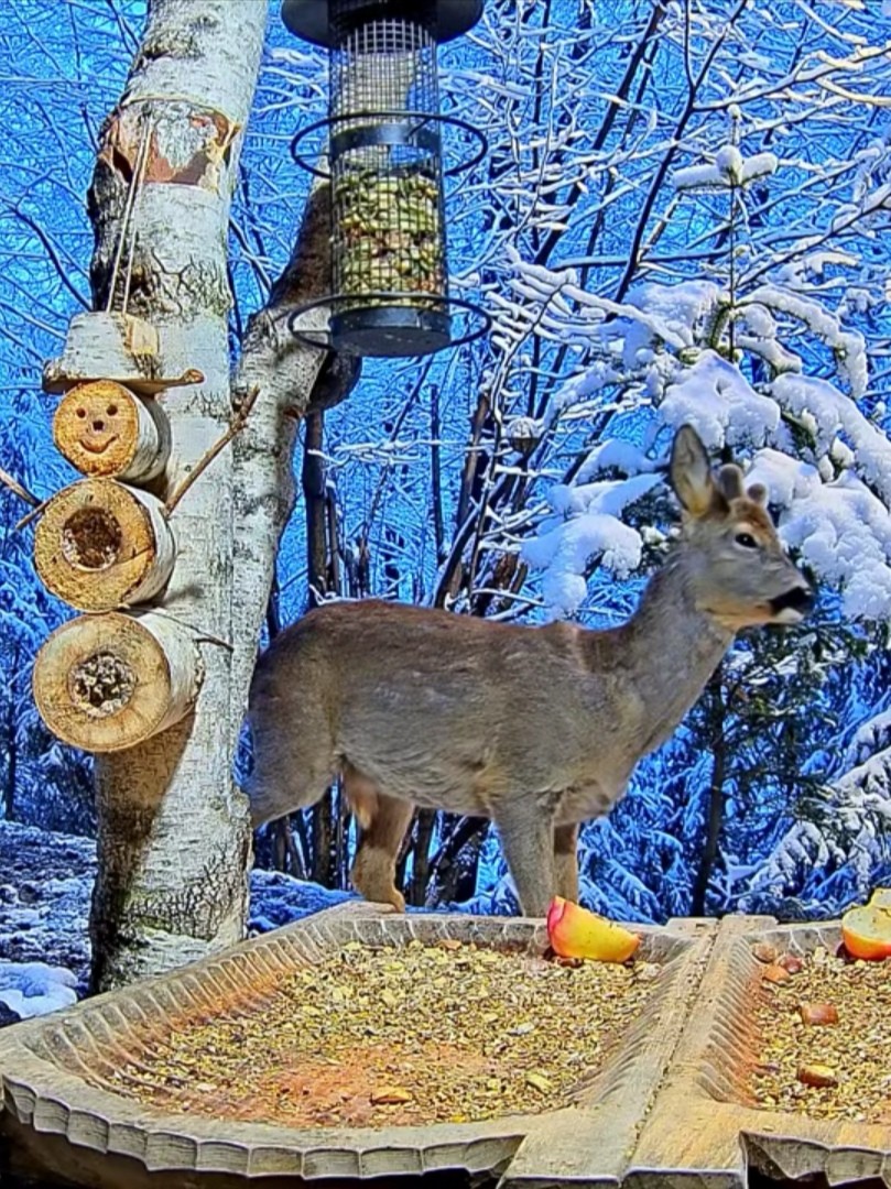 livebirdspoland_7b659622610f4d97b8559e884ab0a773.jpg