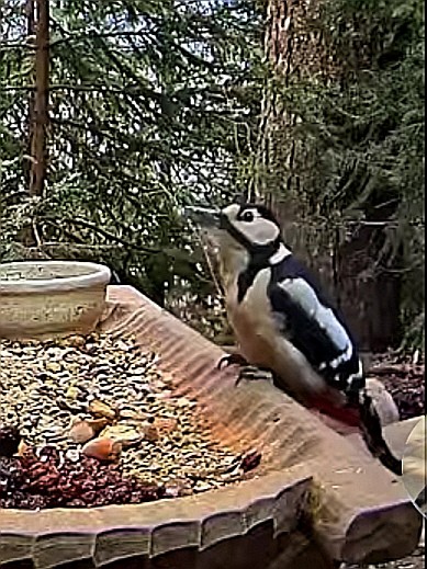 livebirdspoland_d0b6f18708f284f262aa61acd84626b5.jpg