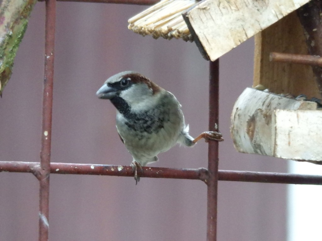 livebirdspoland_d481fabb72d739c62452c3d35310e0df.jpg