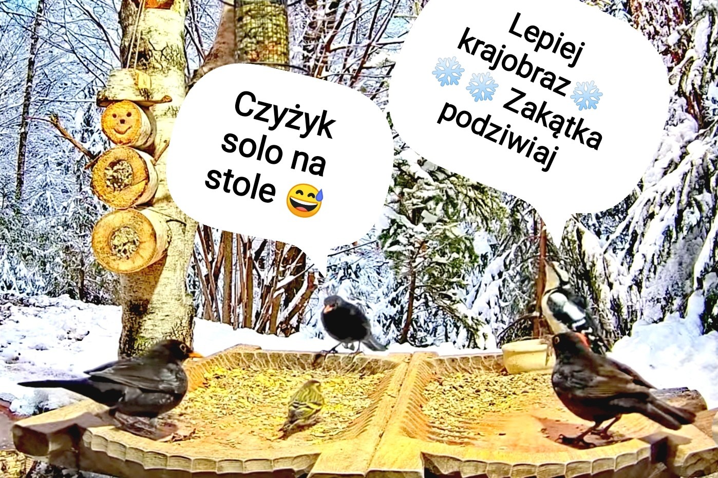 livebirdspoland_7423c5cce70b74b455145930f41e2420.jpg