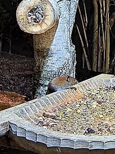 livebirdspoland_d1630a72ec7ca970012949709d362246.jpg
