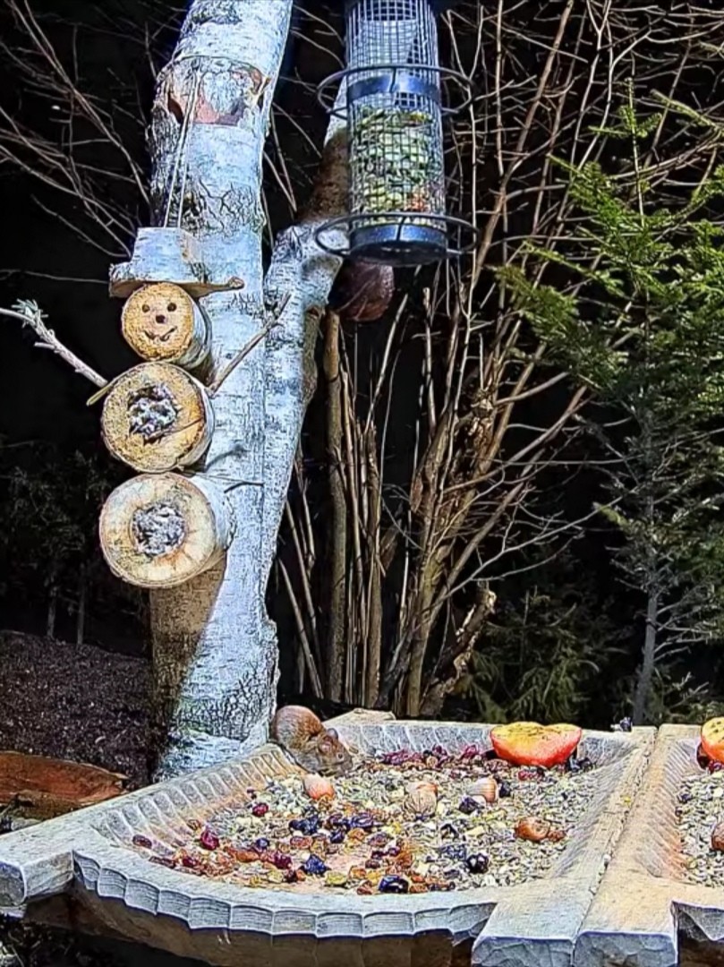 livebirdspoland_4ed98f9e1abd61567b50504623ca1e59.jpg