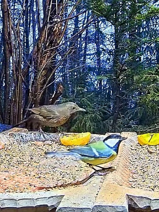 livebirdspoland_0b1474d9765e7d3e0fffb0c239e35a66.jpg