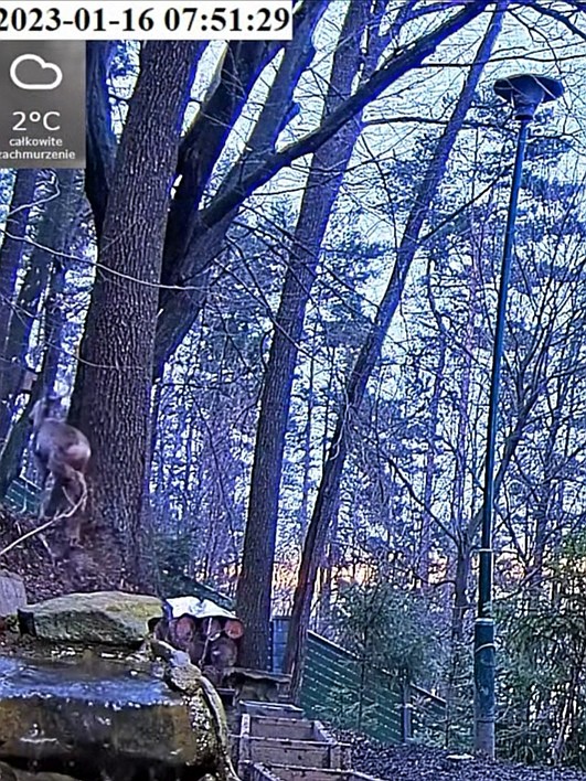 livebirdspoland_75354c414e875c67cf143784ef5c152b.jpg
