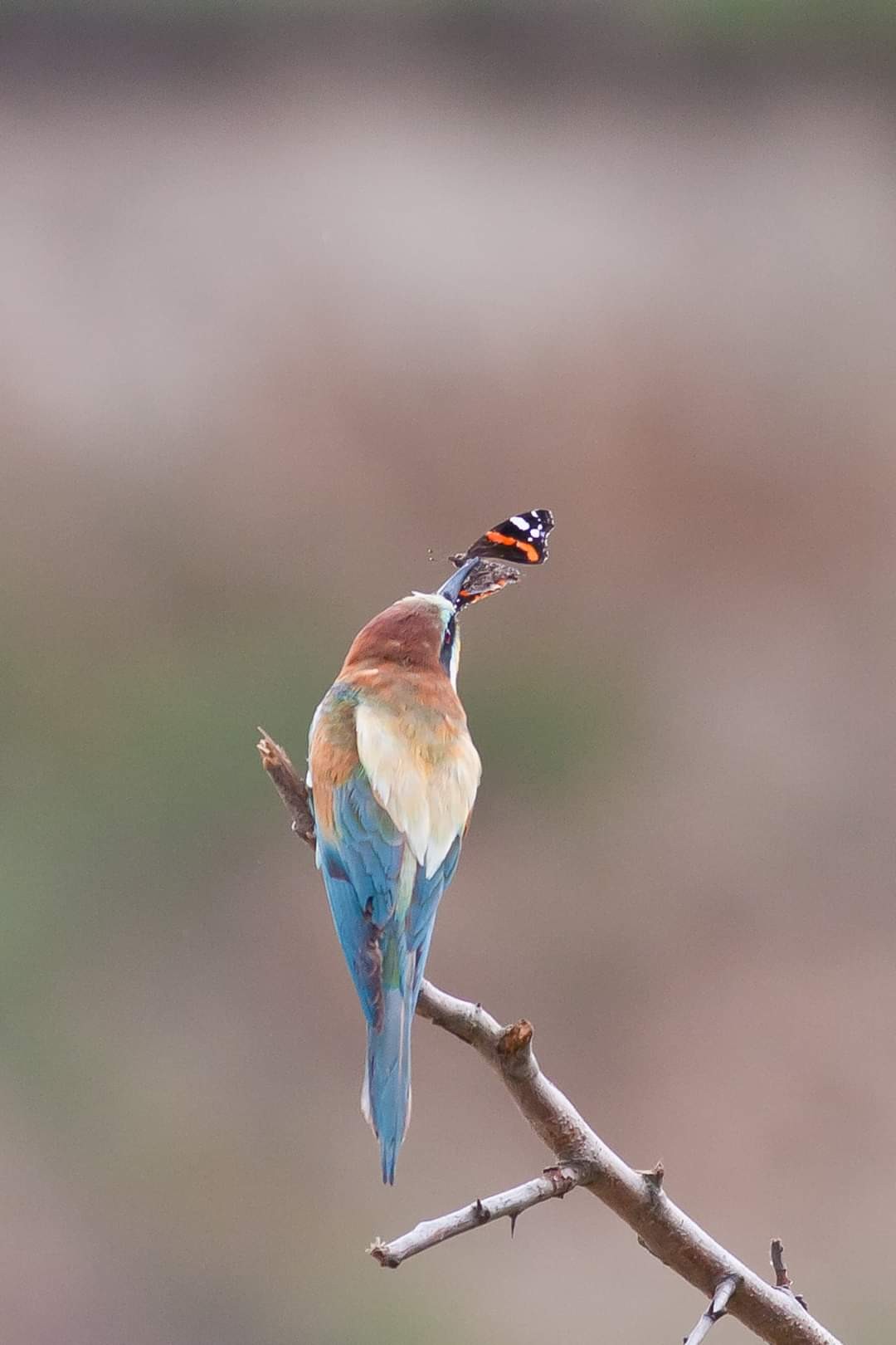 livebirdspoland_e384be2f519d5eea33f0ba808a1933ef.jpg