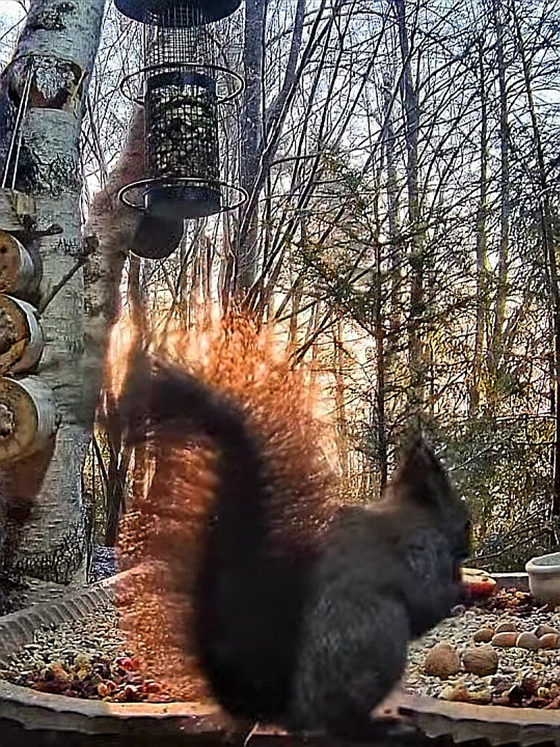 livebirdspoland_96250b90663fe6dd6f9a968a67730646.jpg