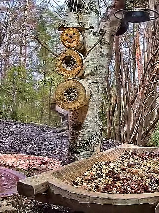 livebirdspoland_3b97c2f19de5b97c821a0640fc027341.jpg