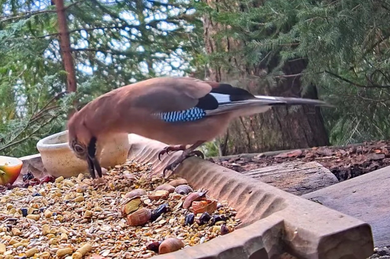 livebirdspoland_a4ca8b1a1dc9519b3e9b25136e28f16b.jpg