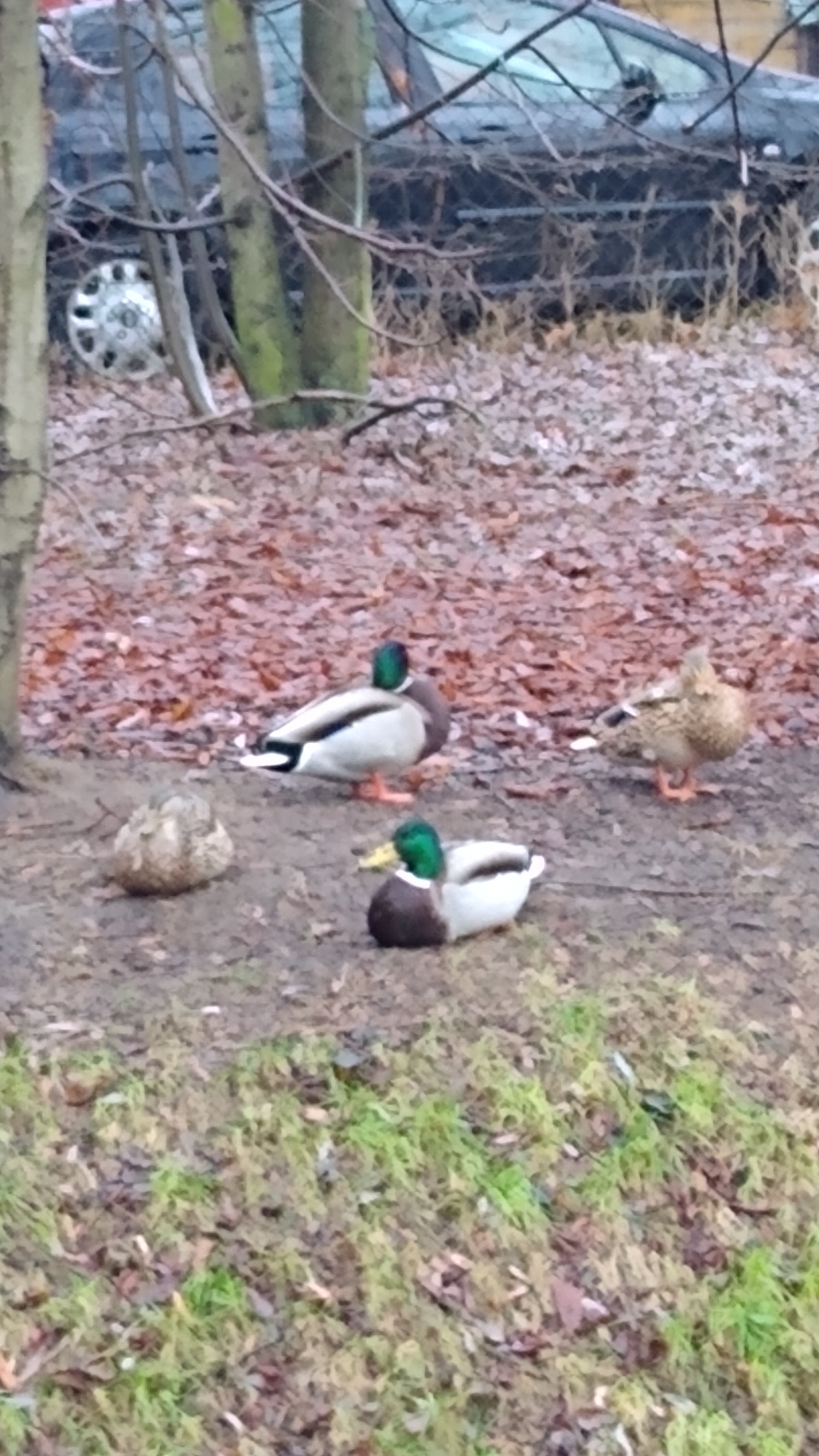 livebirdspoland_b9f67101e4e45acf6b1d381027f26fb7.jpg