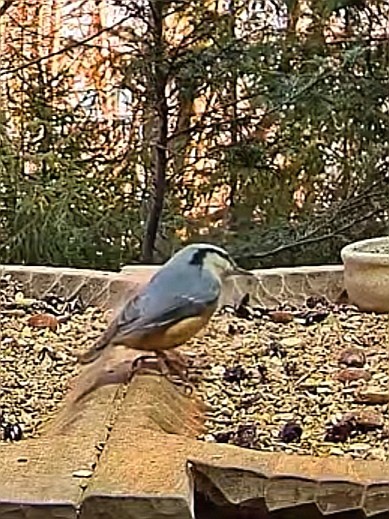 livebirdspoland_ace183bd97771f43246d27ead435946c.jpg
