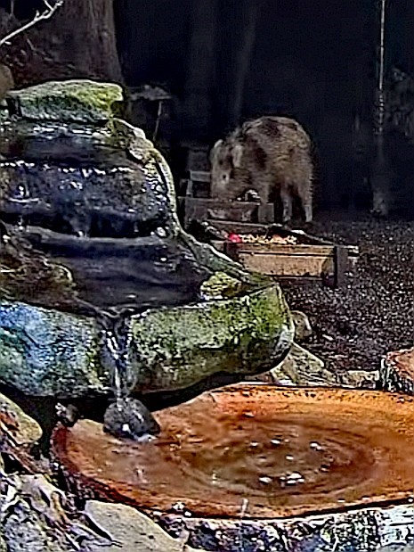 livebirdspoland_e38e1d2663ce0327f496c75b0cd2d9e4.jpg