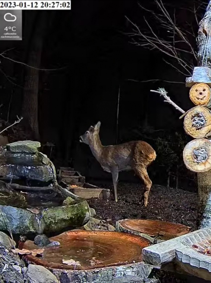 livebirdspoland_23aa61e0f6d6eed5010f98b9e2f63771.jpg