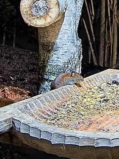 livebirdspoland_04c4a0bb71aeed900fb5e3a5cf209fd7.jpg
