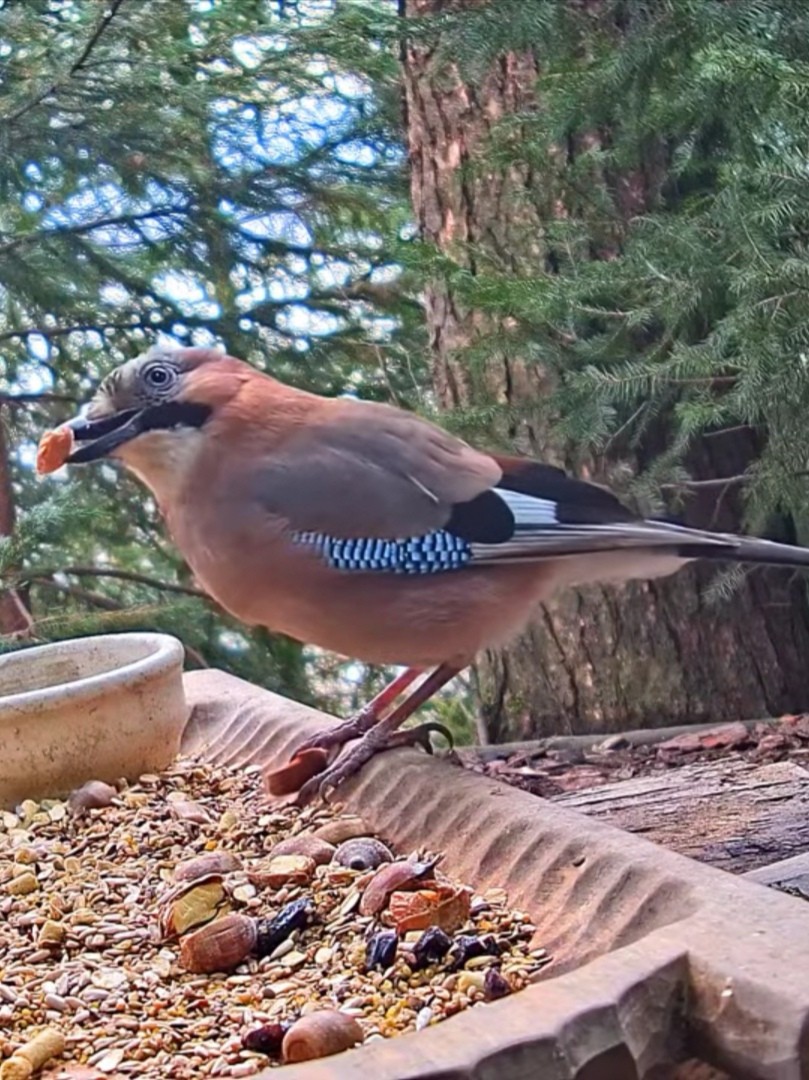 livebirdspoland_d7af7aacfebaeca825f23171d3a8ec11.jpg