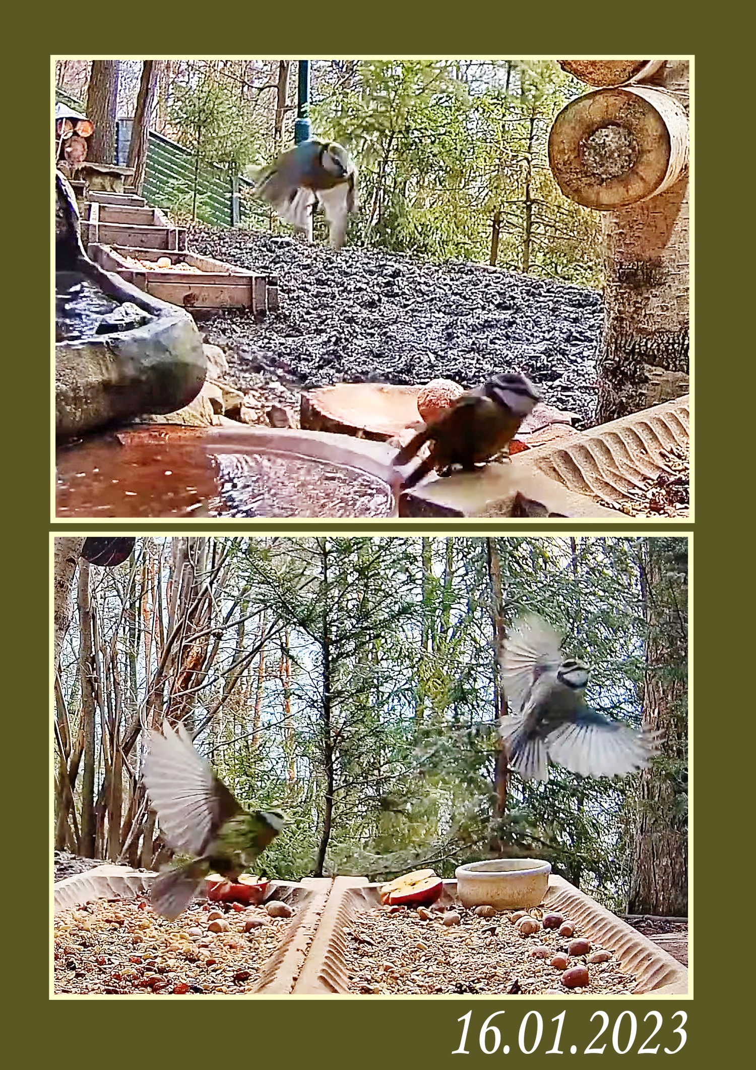 livebirdspoland_a74b43e2a9f78118f5276bc8e2a707d1.jpg
