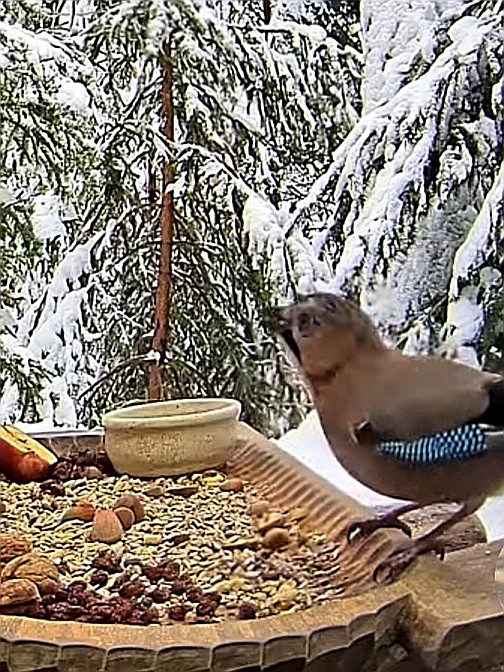 livebirdspoland_98477bc20f25d8111be17cd5ef88e451.jpg