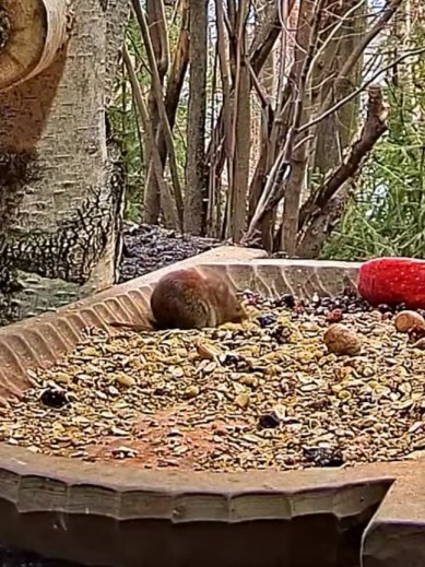 livebirdspoland_ba0b458257d7765f5fbe5870269fb1df.jpg