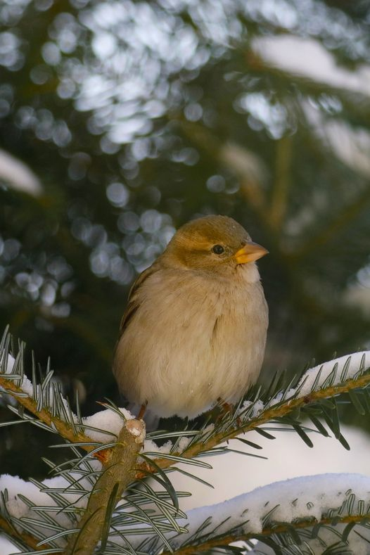livebirdspoland_87746090e7d35602b62b45fcbb86fc50.png