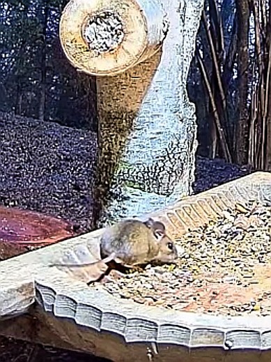 livebirdspoland_3623d4d91bdc74df1c053ce782ee17bf.jpg