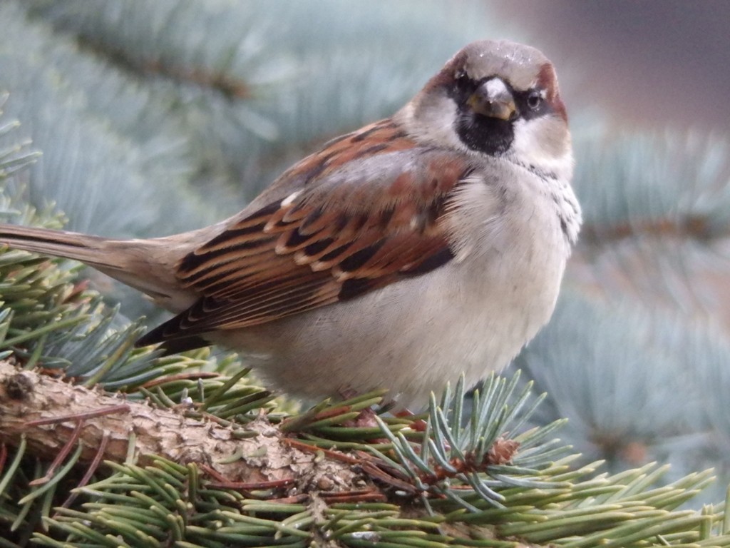 livebirdspoland_538bdf962f43948d82ace77cb9381efd.jpg