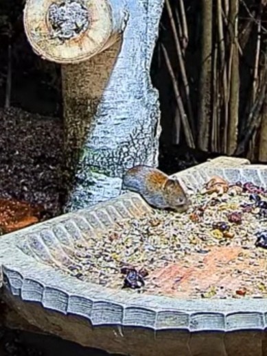 livebirdspoland_070c2df712d591449f7273b8b11f5b42.jpg