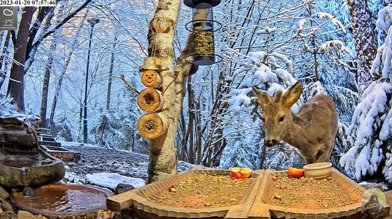 livebirdspoland_9c895f4b5cae3342f2ad3382c3a4f1e7.jpg