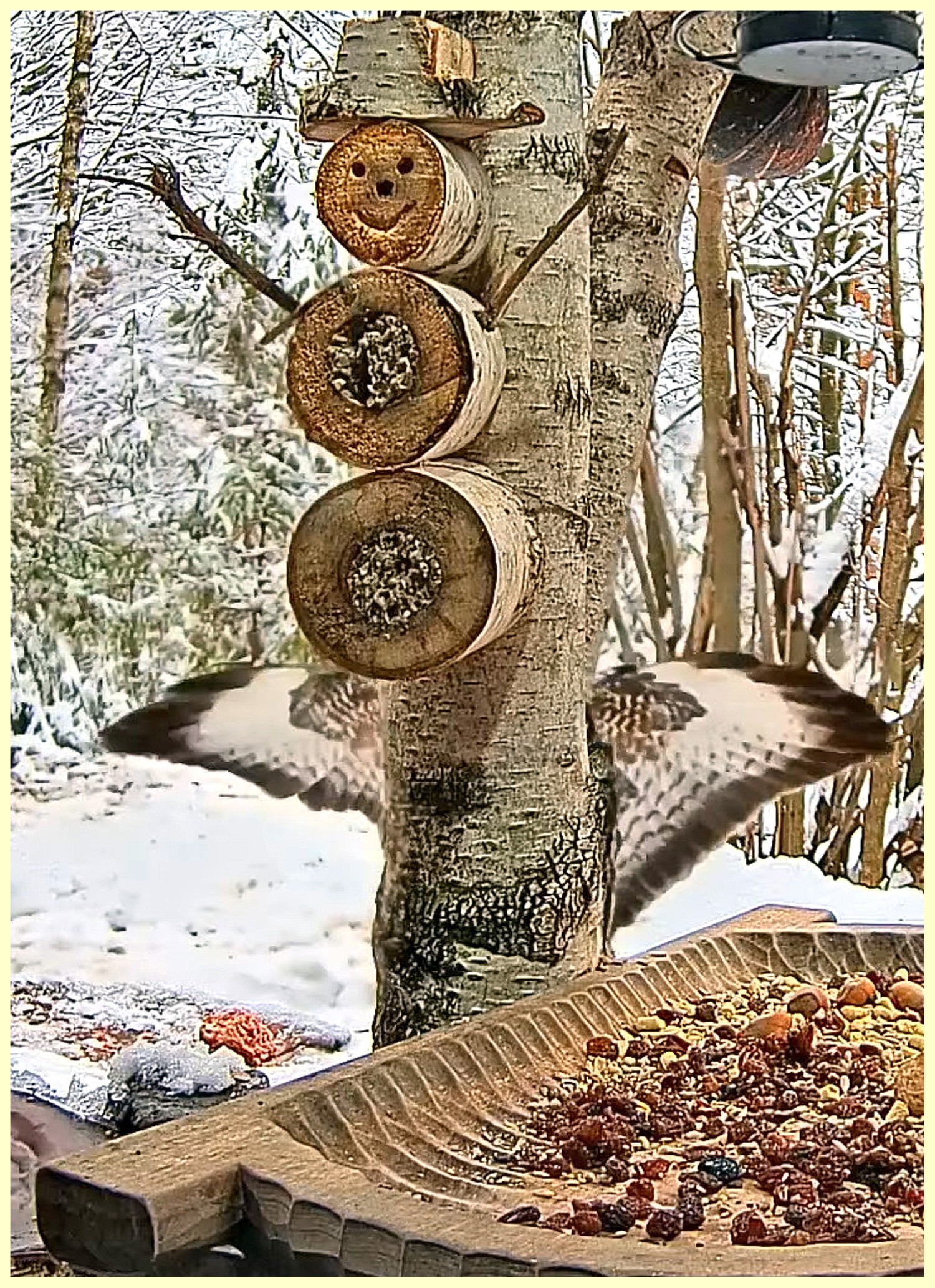 livebirdspoland_f836feff4e35ed1b38093bcf95e1f9dc.jpg