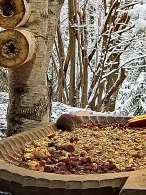 livebirdspoland_4dbc0e52f934b459c43d9e95cc419e7f.jpg