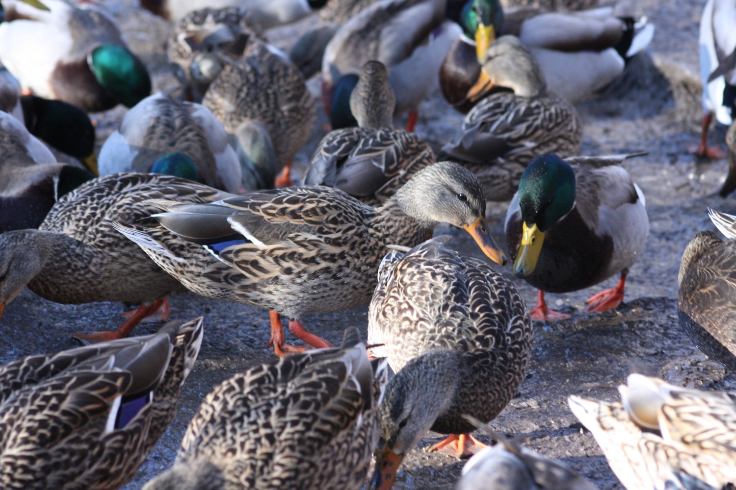 livebirdspoland_cf509600301c416b5681792c67ea7c5e.jpg