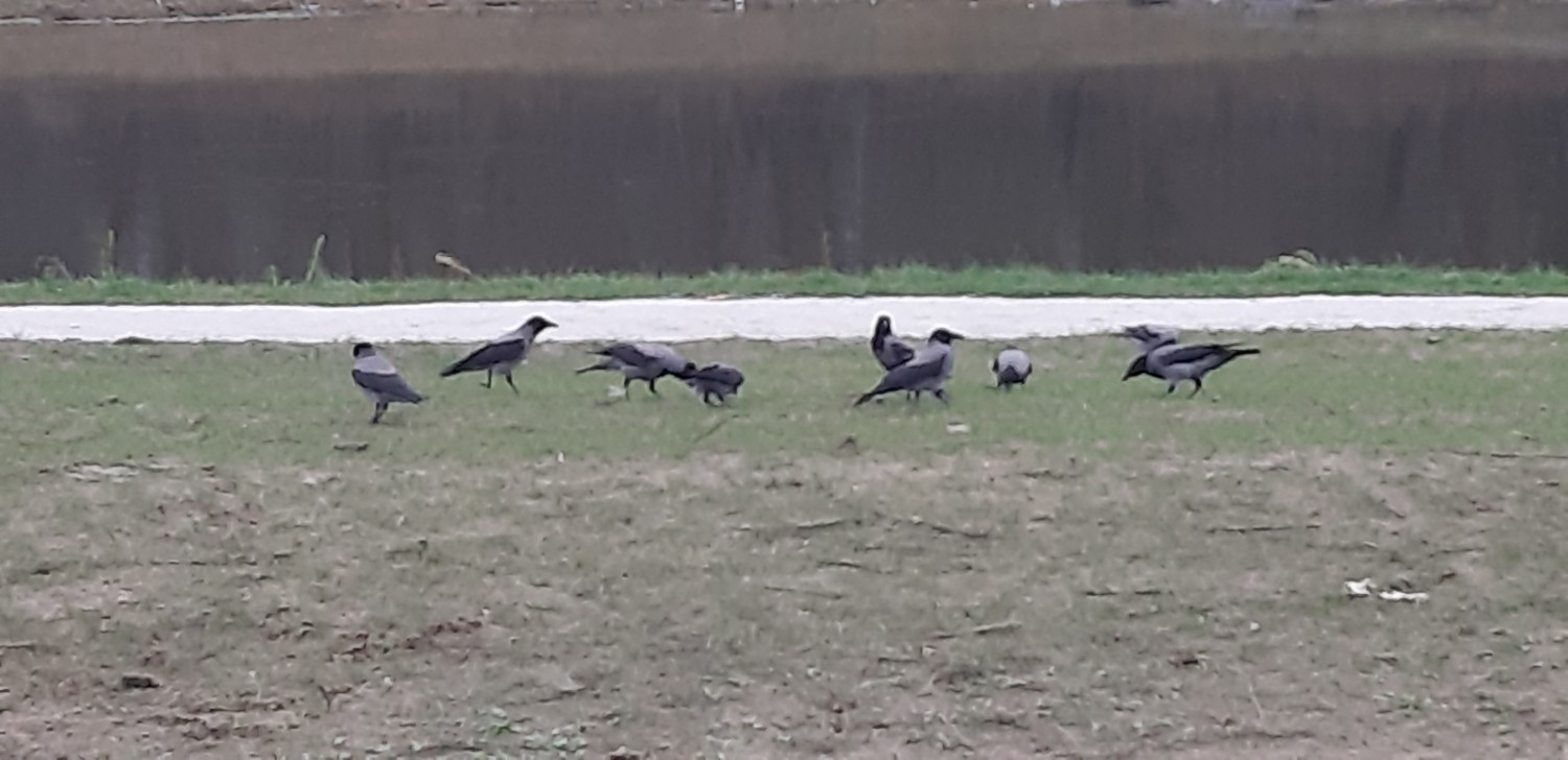 livebirdspoland_67042635f767457e2869c894f56bb449.jpg
