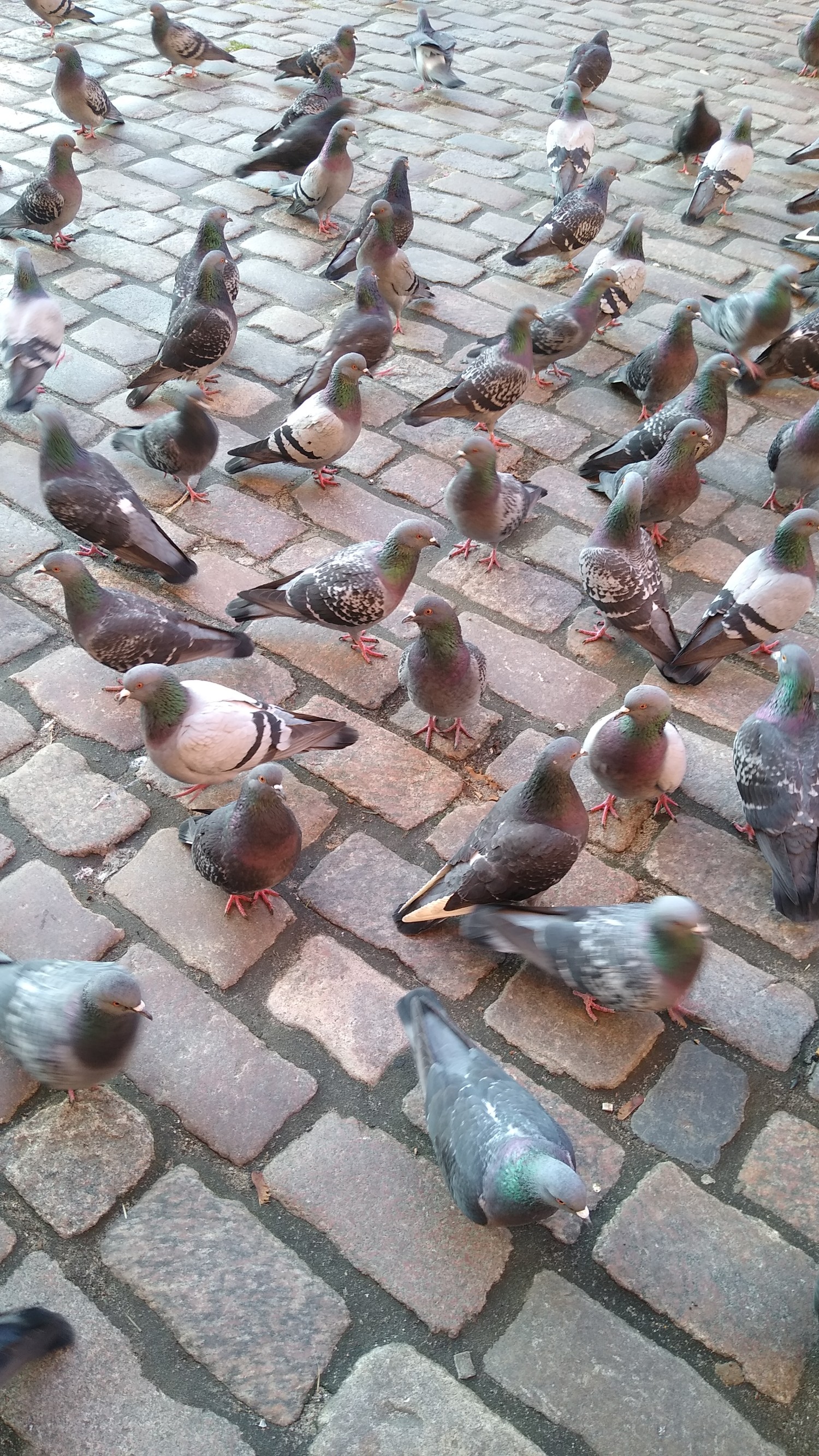 livebirdspoland_d852a255072b81d2e3731cc6593f7740.jpg