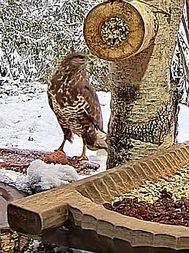 livebirdspoland_9cfc8e6d0c90f3defe7cdf73fb634179.jpg
