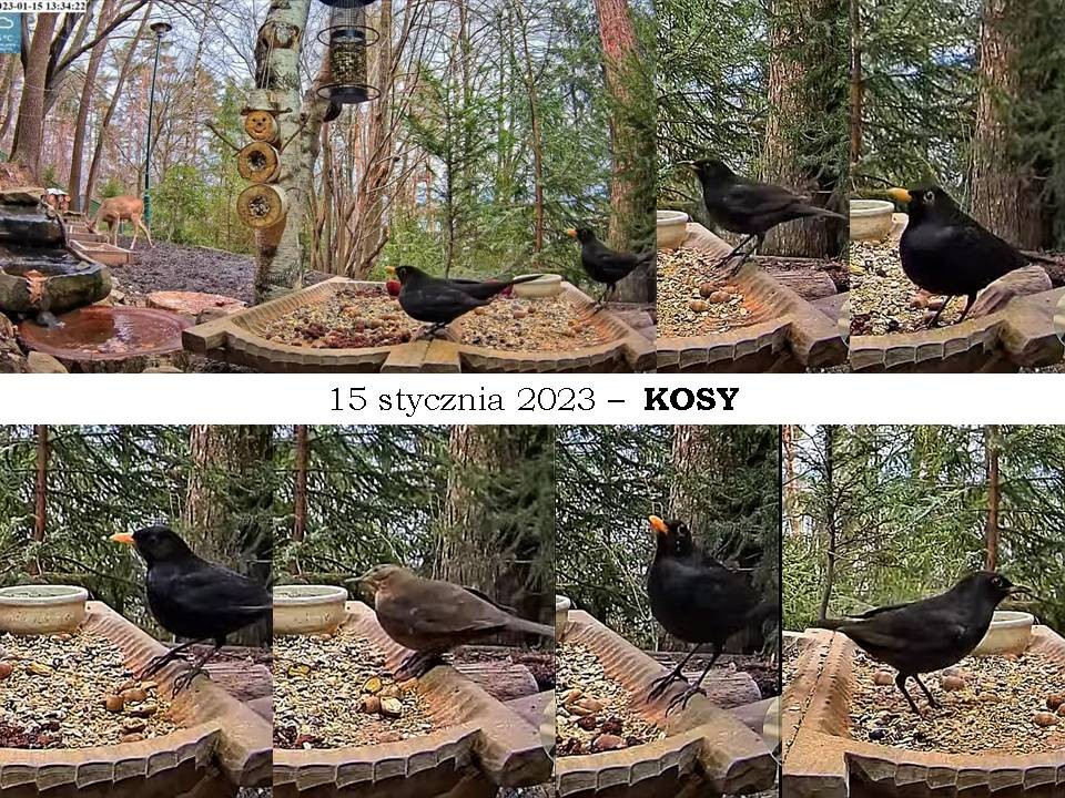 livebirdspoland_a4fd81fc47911b9c14e818f853ec2480.jpg