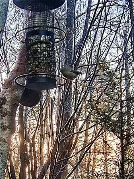 livebirdspoland_a18e1f82ace7996d7c00f54f2e4f9066.jpg