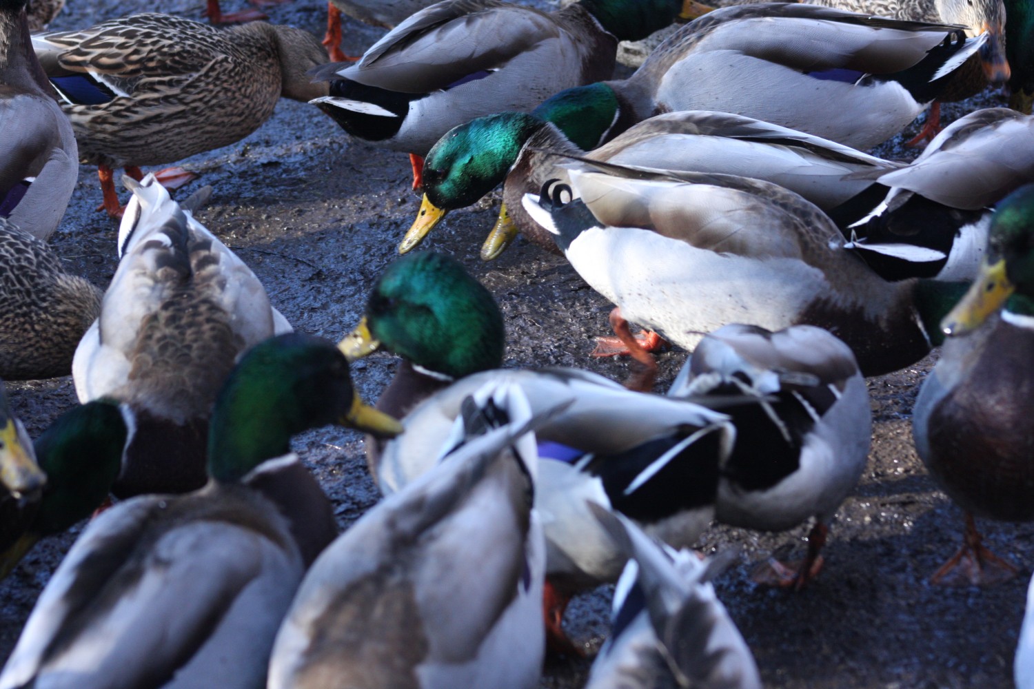 livebirdspoland_73d7adf843cf985c5134c810c5d1e18a.jpg