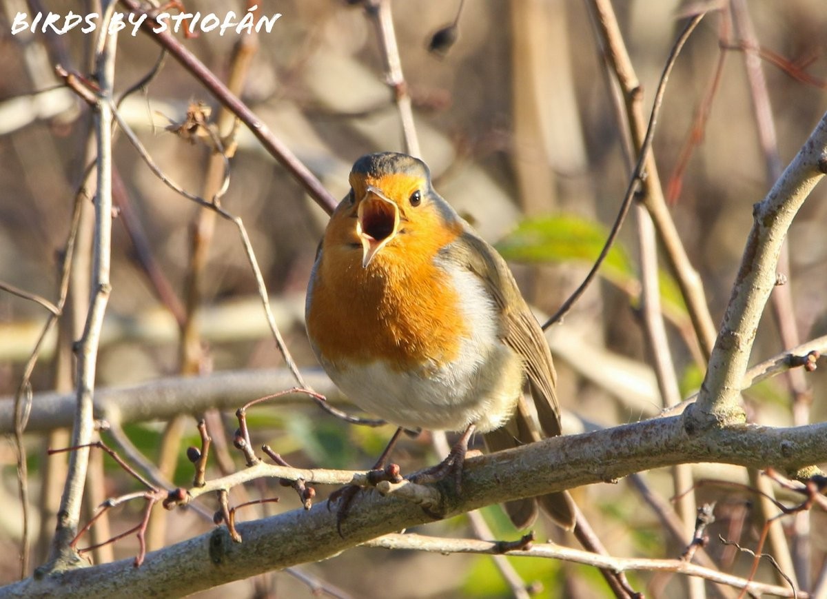 livebirdspoland_06f0e0c9a5891bca35ba631c50e0dcff.jpg