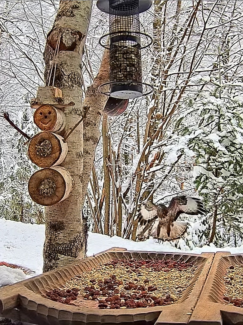 livebirdspoland_d73b868ce2803f94841cee02e6c8732d.jpg