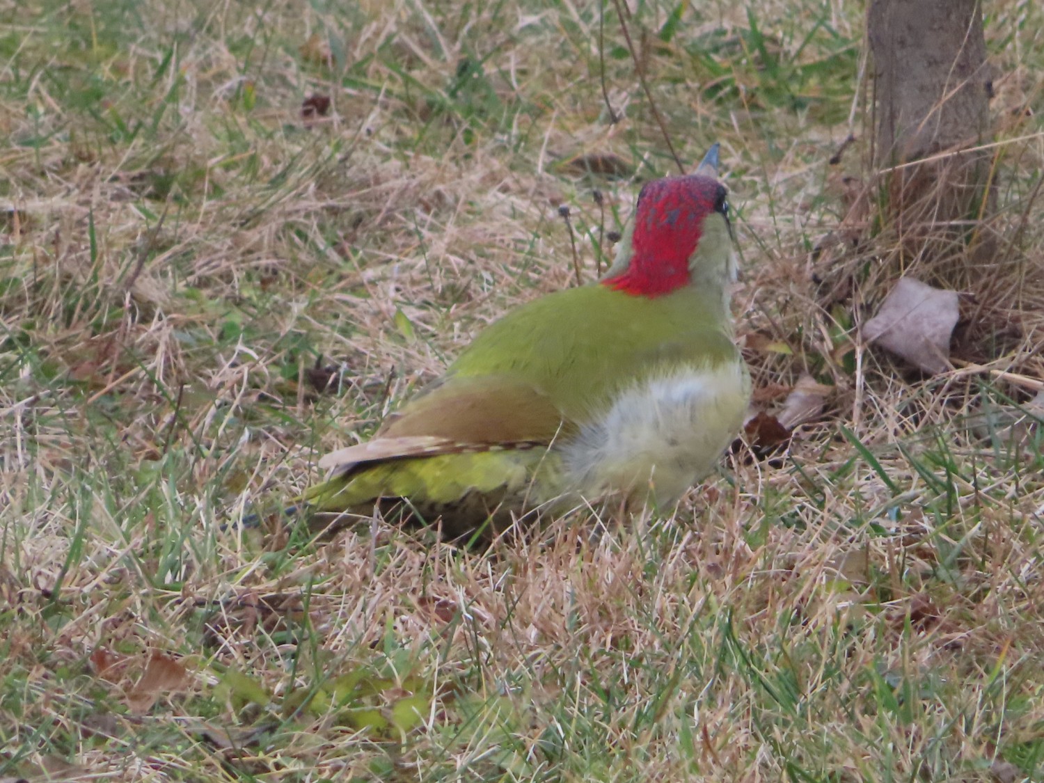 livebirdspoland_e49baf1162acd33be17b38051edbc5c4.jpg