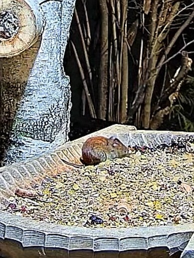 livebirdspoland_93599de19ca0e6826d6b3f7151cb20ad.jpg