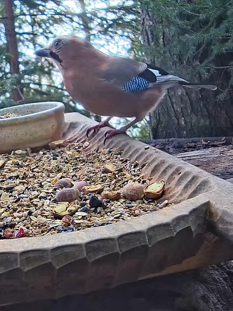 livebirdspoland_43588703da00d32f58e6c98d66b23dc8.jpg