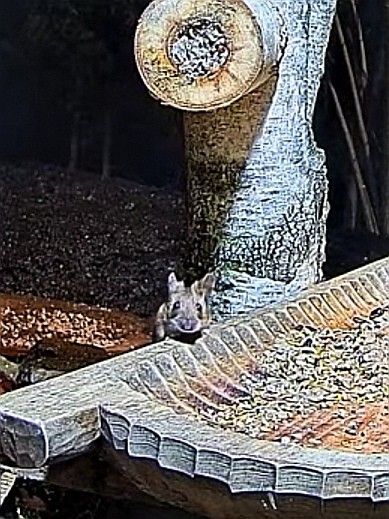 livebirdspoland_0fe51800cc70dc987ca7eb373512480a.jpg