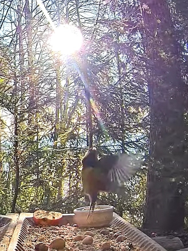 livebirdspoland_cfcb6f090e3be69f17bacaf2e3f000e4.jpg
