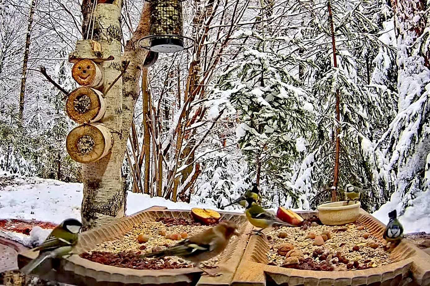 livebirdspoland_9445a8d504ee4a44c72cb9554da8ae9f.jpg