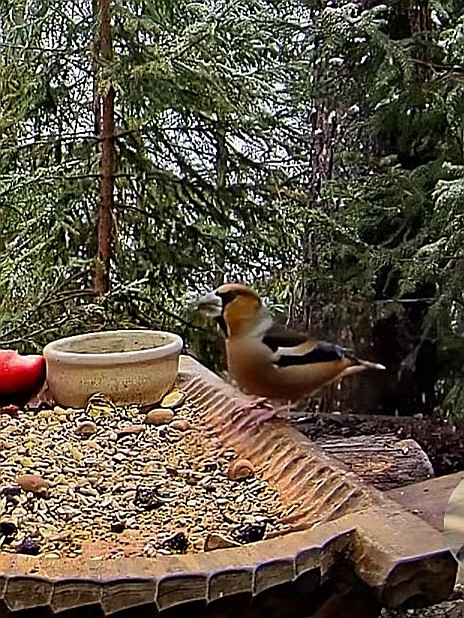 livebirdspoland_45fd8b15b2cba22dd4d4fcf167f6f1ca.jpg