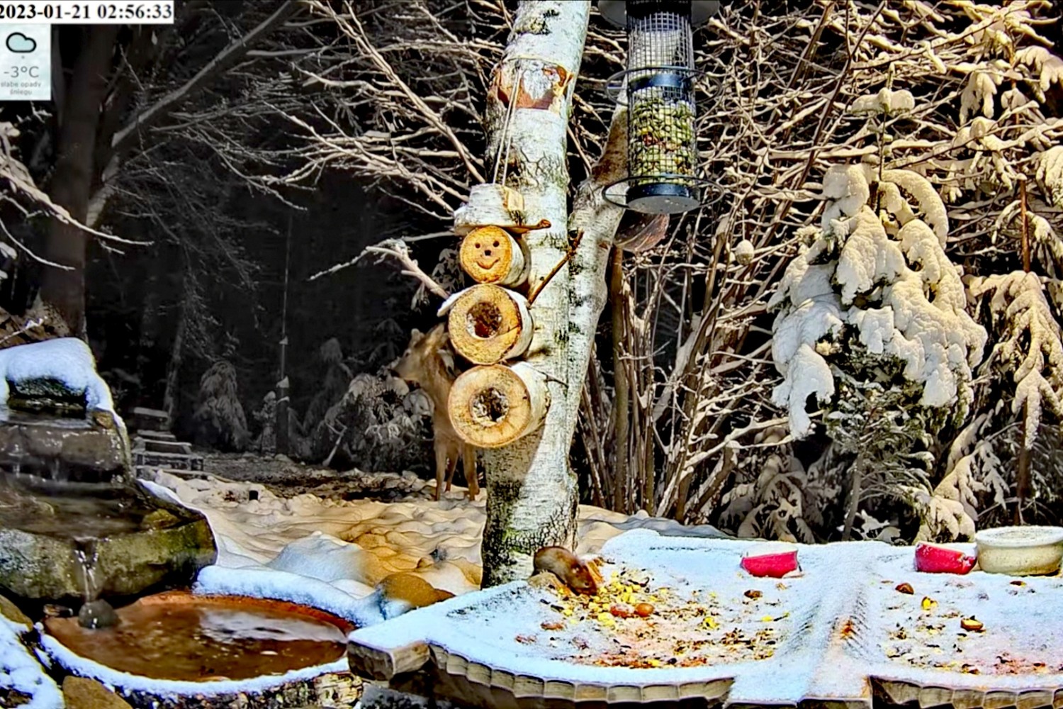 livebirdspoland_4263a58a1230fc6a69c7c0e95f71f751.jpg