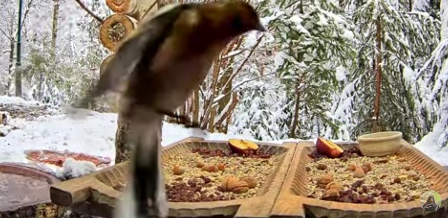 livebirdspoland_4d0b5dd3fb3b12c5e745553c17f4bb4e.jpg