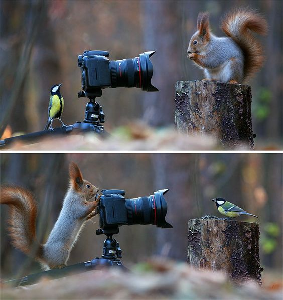 livebirdspoland_e5cf15f5cd432c718d2d528f4d12746d.png